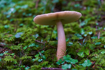 Parasite mushrooms closeup