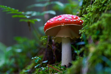 Fly agaric mushroom