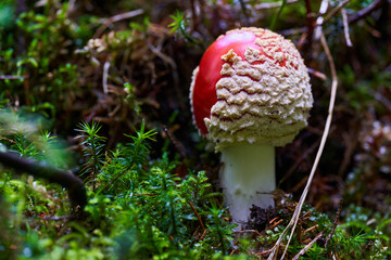 Fly agaric mushroom