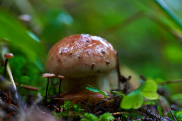 Parasite mushrooms closeup
