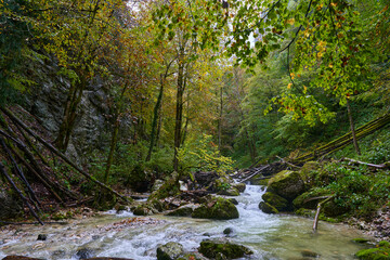 Naklejka na ściany i meble River rapids in the forest