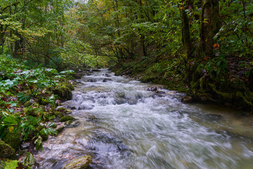 River rapids in the forest