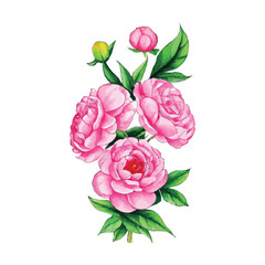 Beautiful watercolor flower plant illustration