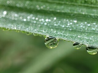 water drops on a leaf