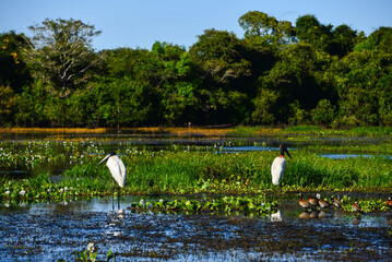 Two Jabiru storks (Jabiru mycteria), also known as Tuiuiú, and a group of white-faced whistling...