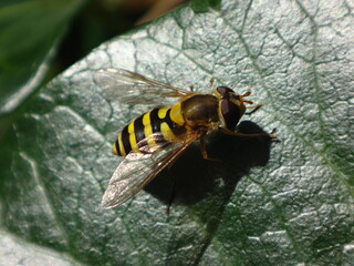 Black and yellow female hoverfly (Syrphus ribesii) sitting on a dark green ivy leaf