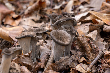 Craterellus cornucopioides, or horn of plenty