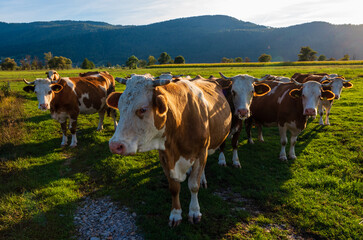 cows on the meadow