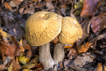 Leccinum scabrum, commonly known as the rough-stemmed bolete
