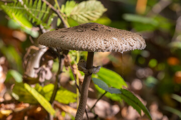 Parasol mushroom (Macrolepiota procera) growing in the forest