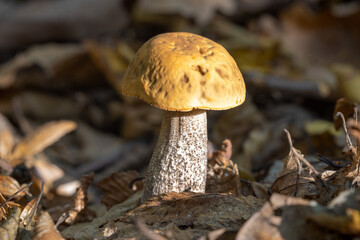 Leccinum scabrum, commonly known as the rough-stemmed bolete