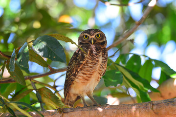 A burrowing owl (Athene cunicularia), or Coruja-buraqueira, perched on a tree near the Guaporé-Itenez river, Fazenda Laranjeiras, Rondonia state, Brazil, on the border with Beni Department, Bolivia