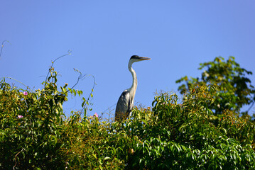 A Cocoi heron (Ardea cocoi) on top of a tree in the Guaporé-Itenez river, near the remote village of Mateguá, Beni Department, Bolivia, on the border with Rondonia state, Brazil