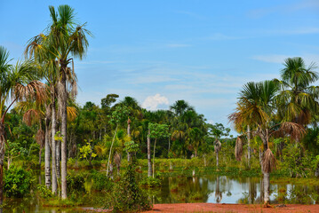 Lush amazonian wetlands near the small town of Cabixi, southern Rondonia state, Brazil