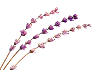 Lavender flowers isolated on white background, top view. Branches of dry pressed lavender isolated...
