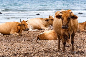 France. Corsica. Herd of cows on the beach of barcaggio