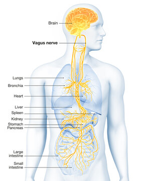 Active brain and energetic vagus nerve, communication, meditation, labeled 3D illustration