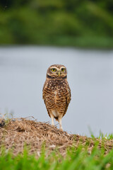A burrowing owl (Athene cunicularia), or Coruja-buraqueira, on the banks of the Guaporé - Itenez...
