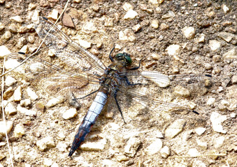 Dragonfly on a wall by a lake