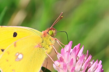 Gros plan sur une tête de papillon Colias croceus (Souci)
