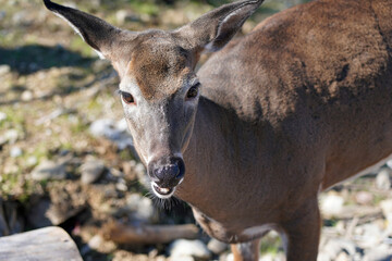 Picture closeup of a virginia deer white-tailed deer