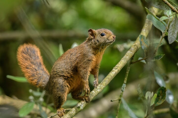 Naklejka na ściany i meble Squirrel atentive on a tree
