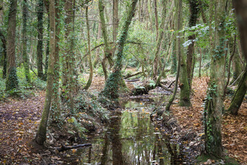 Stream in Woods