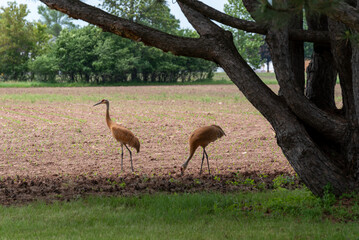 Sandhill Cranes Feed In The Newly Planted Field In June