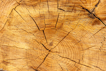 Fototapeta premium Wood