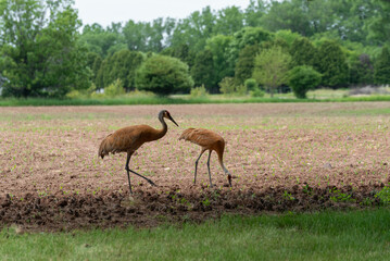 Sandhill Cranes Feed In The Newly Planted Field In June