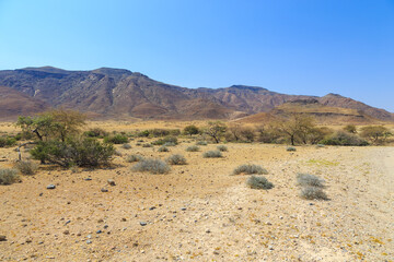 African savannah during a hot day. Namibia.