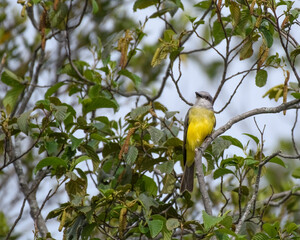 Tyrannus Melancholicus, Tropical Kingbird perched