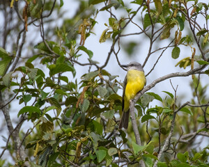 Tyrannus Melancholicus, Tropical Kingbird perched