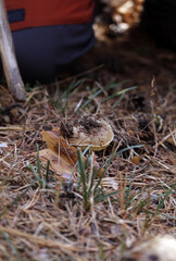 experto en setas encuentra boletus en otoño
