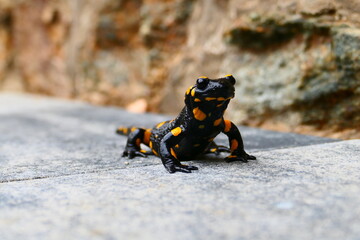 Feuersalamander 4