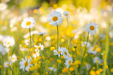 Kwiaty polne na łące. Białe stokrotki i rumianki skąpane w promieniach ciepłego słońca.	