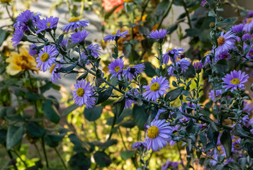 blue and yellow flowers in the garden