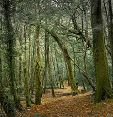 Obraz premium Pentewan Valley Autumn Walk