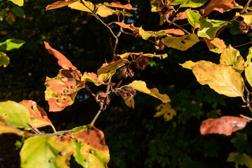 Herbstfärbung mit Buchenblättern und Bucheckern