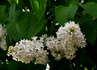 A branch of blooming white lilac close-up. Large inflorescences on a background of green leaves