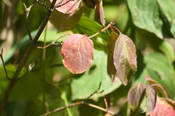 Closeup of red common dogwood leaves with selective focus on foreground