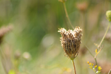 Closeup of dried wild carrot seeds with blurred background