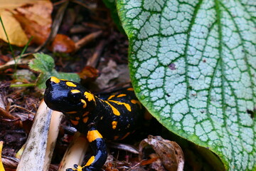 Feuersalamander im Garten 4