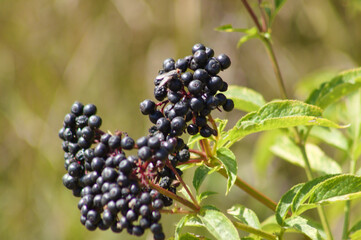 Closeup of black dwarf elder fruits with selective focus on foreground