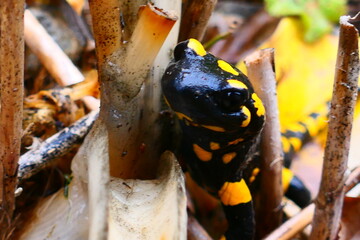 Feuersalamander im Garten 3
