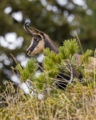 Beautiful shot of Chamois behind plants on bokeh background