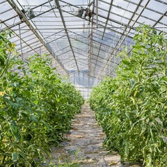 Agriculture: greenhouse cultivation
