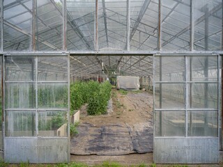 Agriculture: greenhouse cultivation