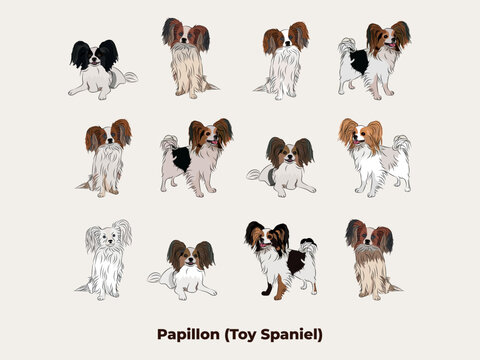 Papillon colors. Cute dog characters in various poses, designs for print, adorable and cute cartoon vector set, small spaniel in different poses. All popular colors. Drawing, Dog collection.