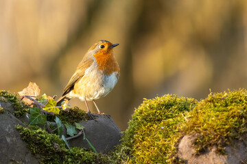 European robin (Erithacus rubecula) perches on a mossy wall, Wales, UK